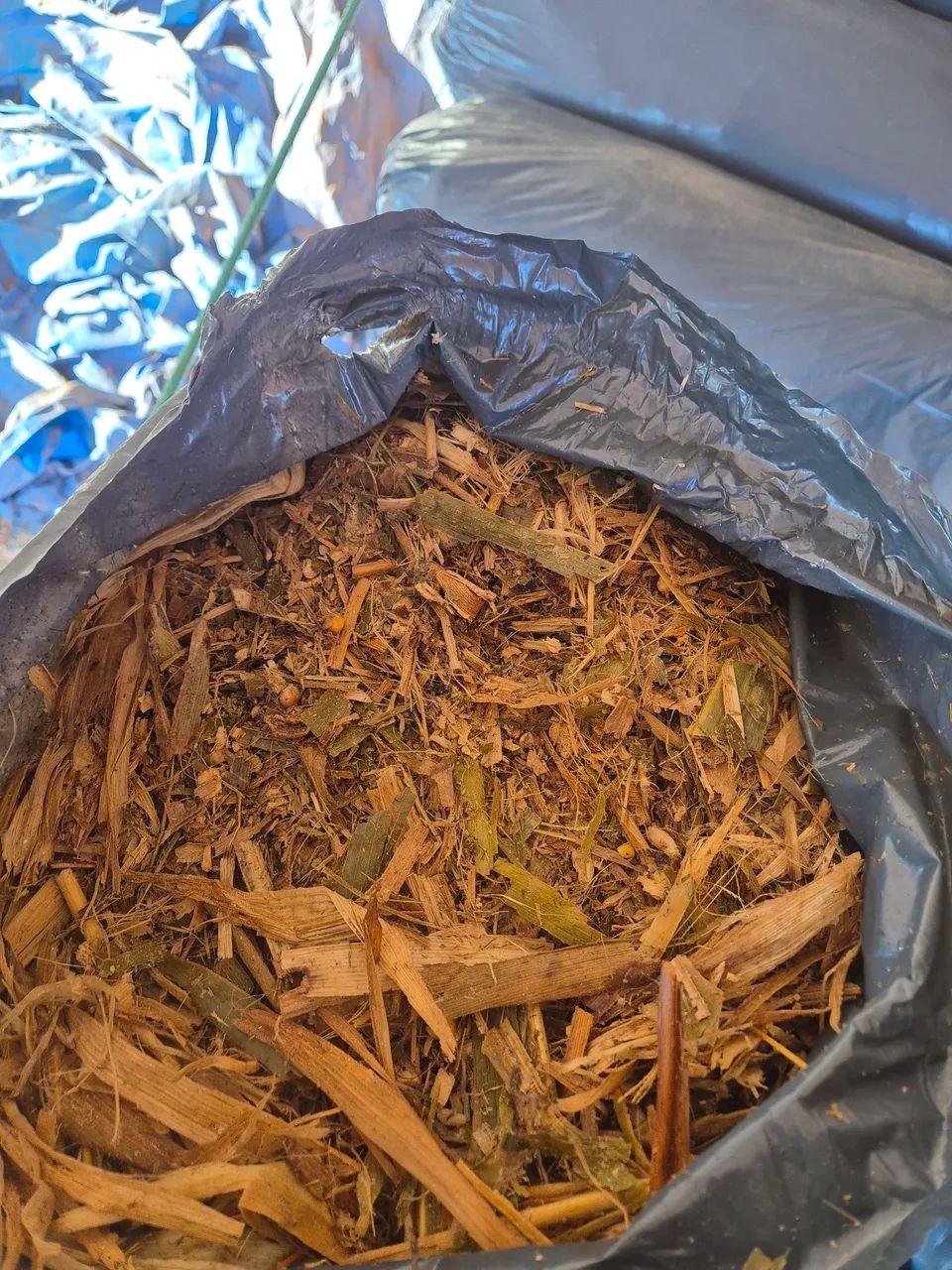 Silagem de milho 0.80 o kg - Foto 2