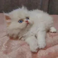 Gato Persa Cara de Boneca