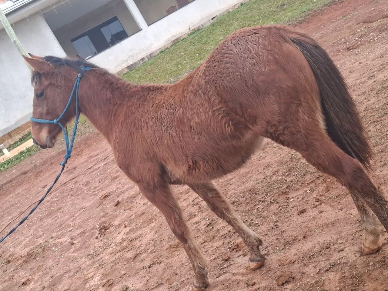 Potra quarto de milha bem linda - Foto 4