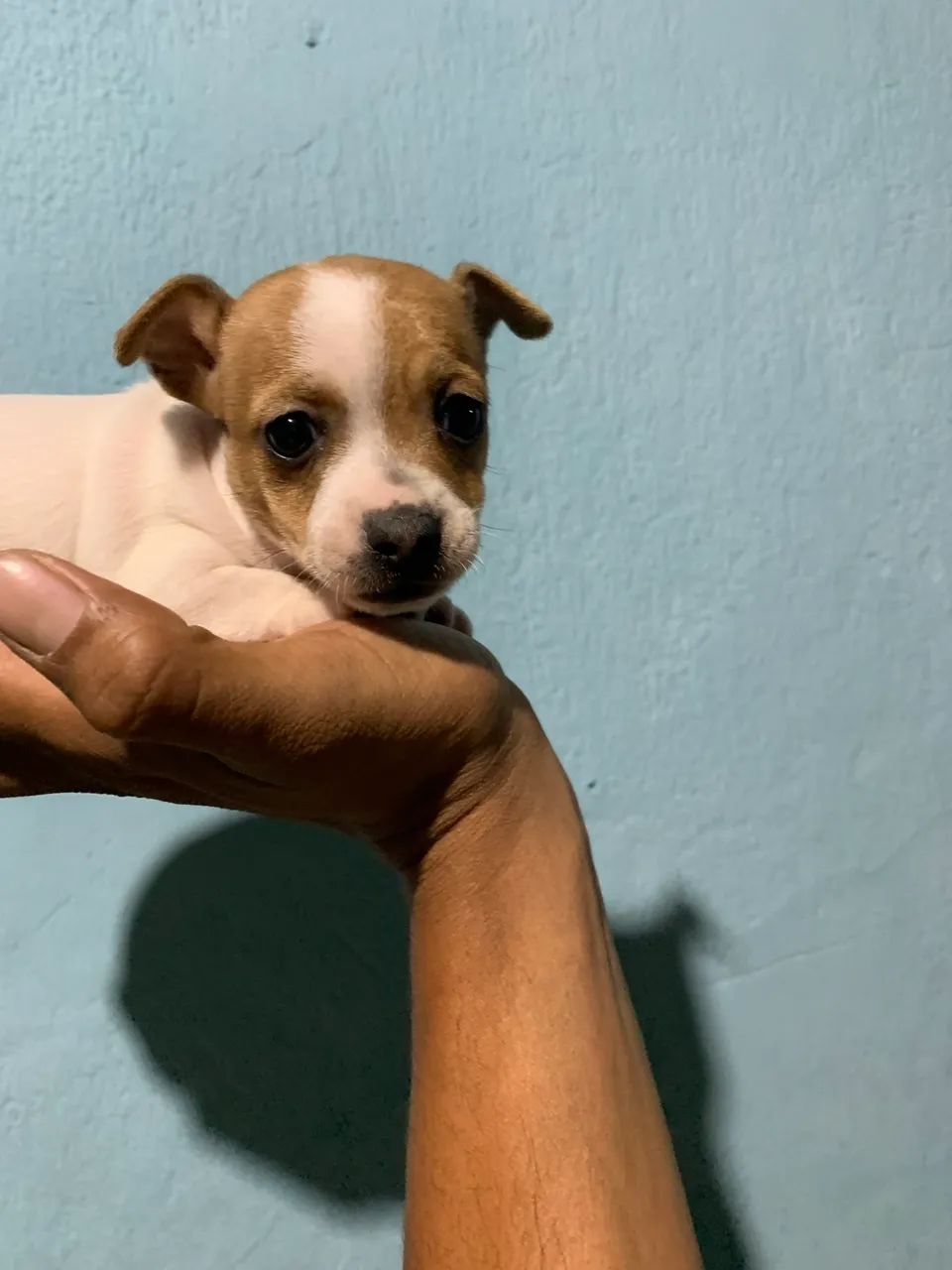 Pinscher macho  - Foto 2
