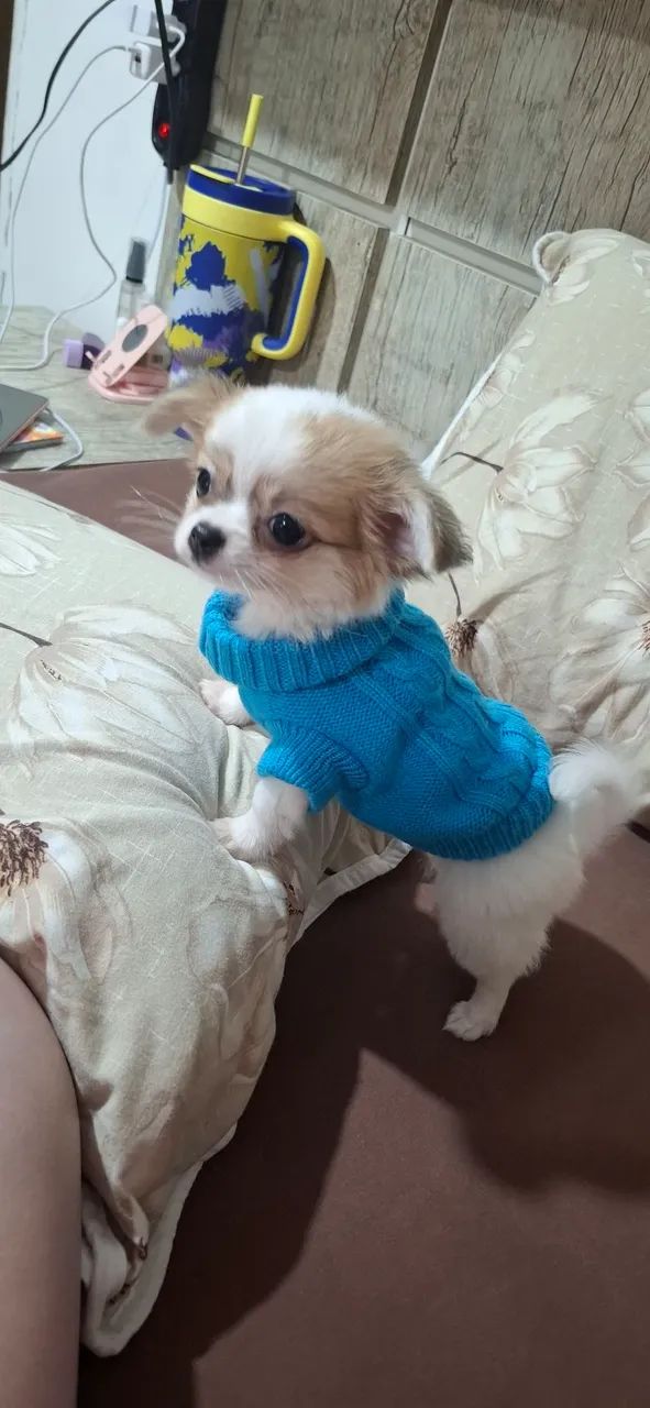  Ultimo Macho de chihuahua  bem mini - Foto 3