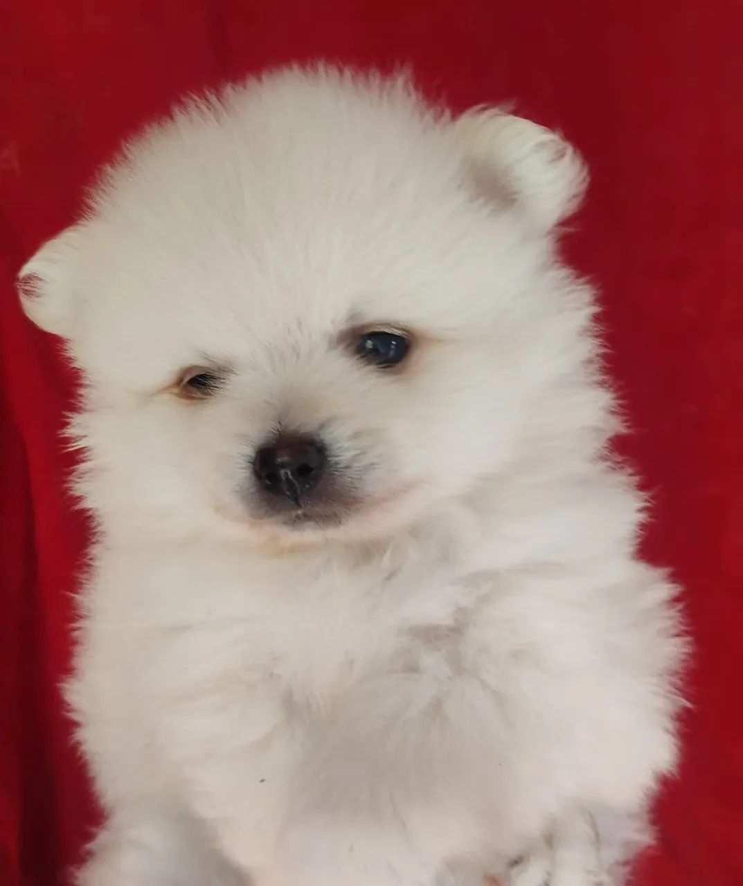 Vendo filhotes de Spitz alemão  - Foto 4