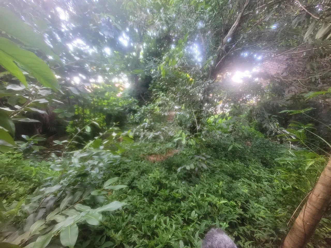 TERRENO À VENDA    Bairro do Guamá - Foto 5