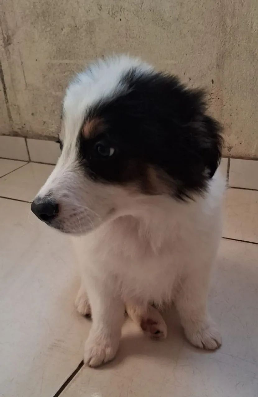 Border Collie - Foto 2