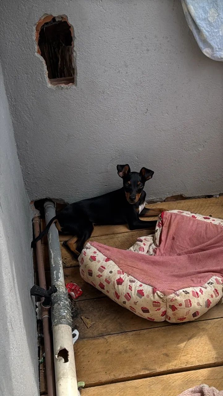 PINSCHER  - Foto 2