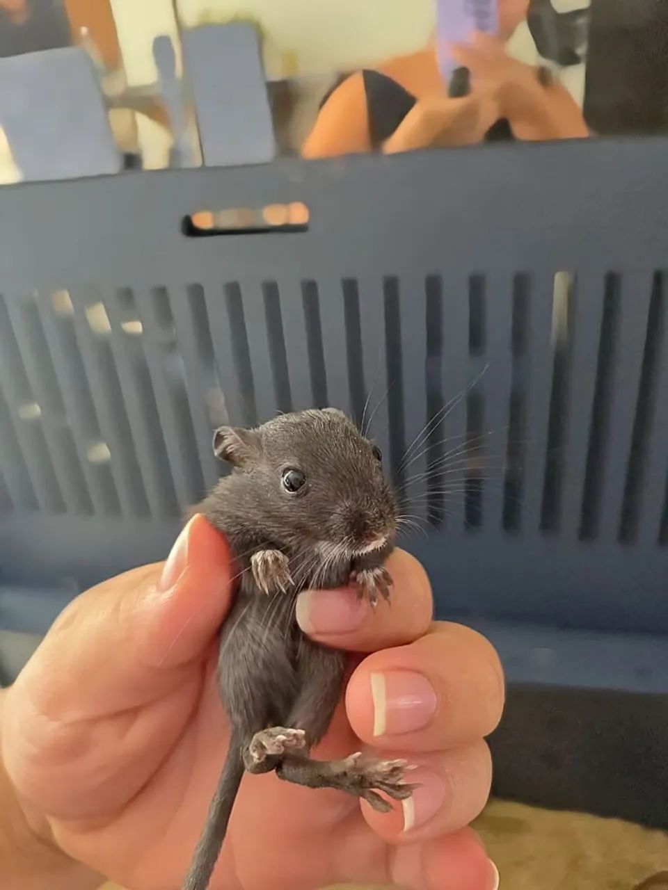 Vendo Gerbil (esquilo da Mongólia) - Foto 5