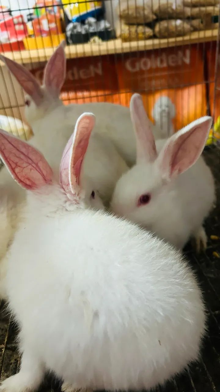 Coelhos  - Foto 2