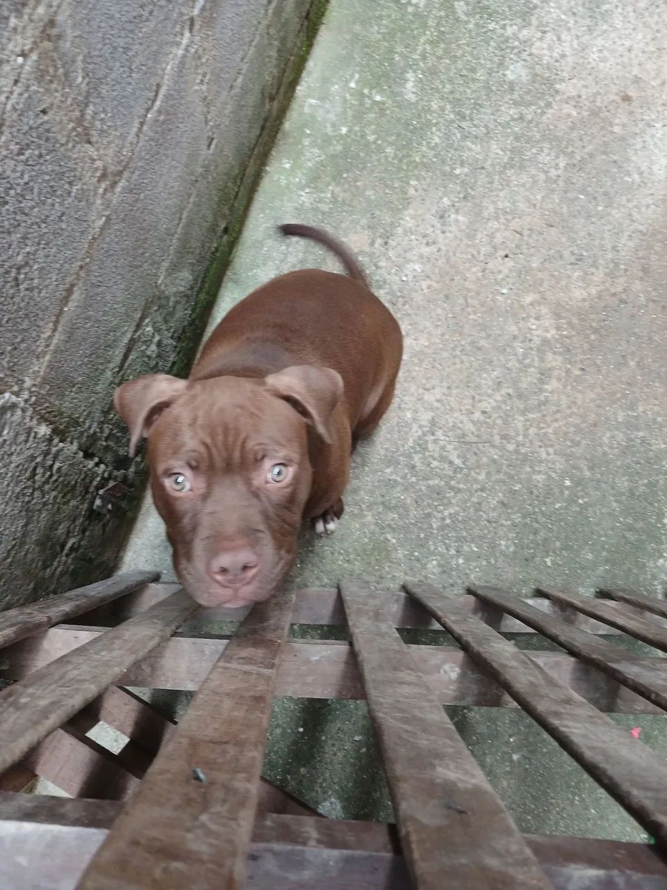 Pit moster  - Foto 2