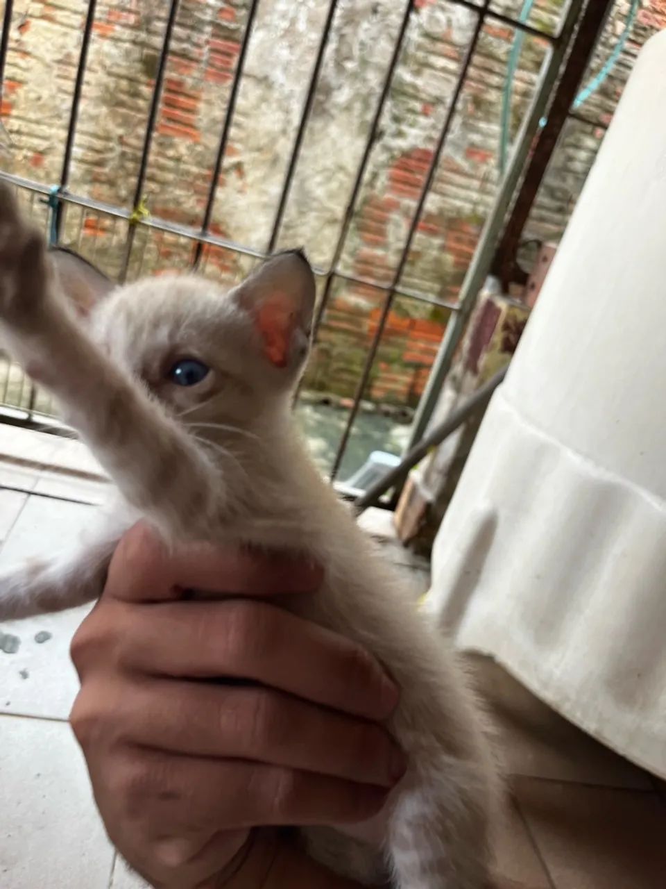 Gato macho - Foto 4