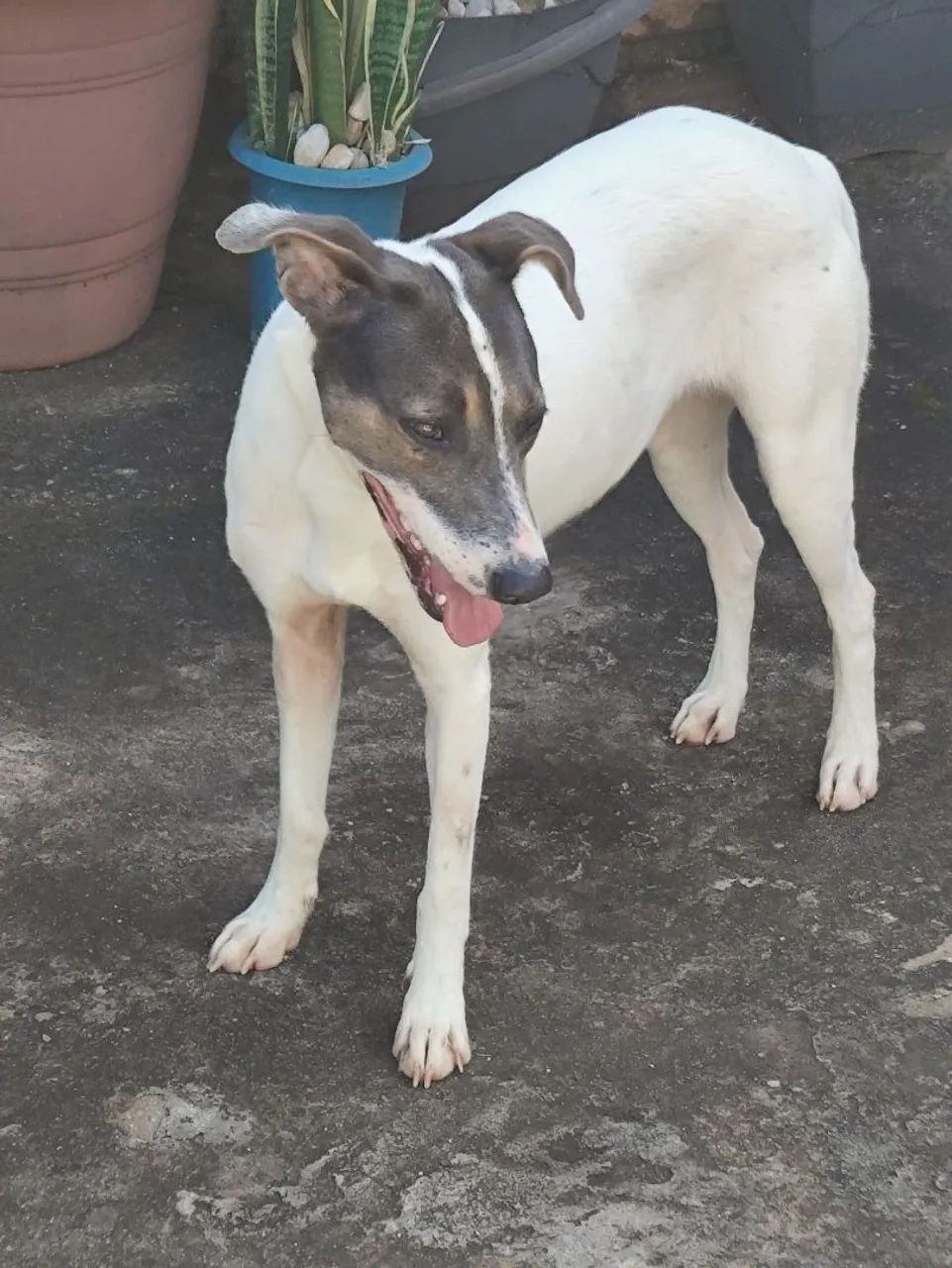 Doação de cachorra - Foto 2