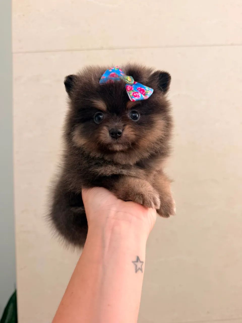Feminha Spitz alemão Anazinha