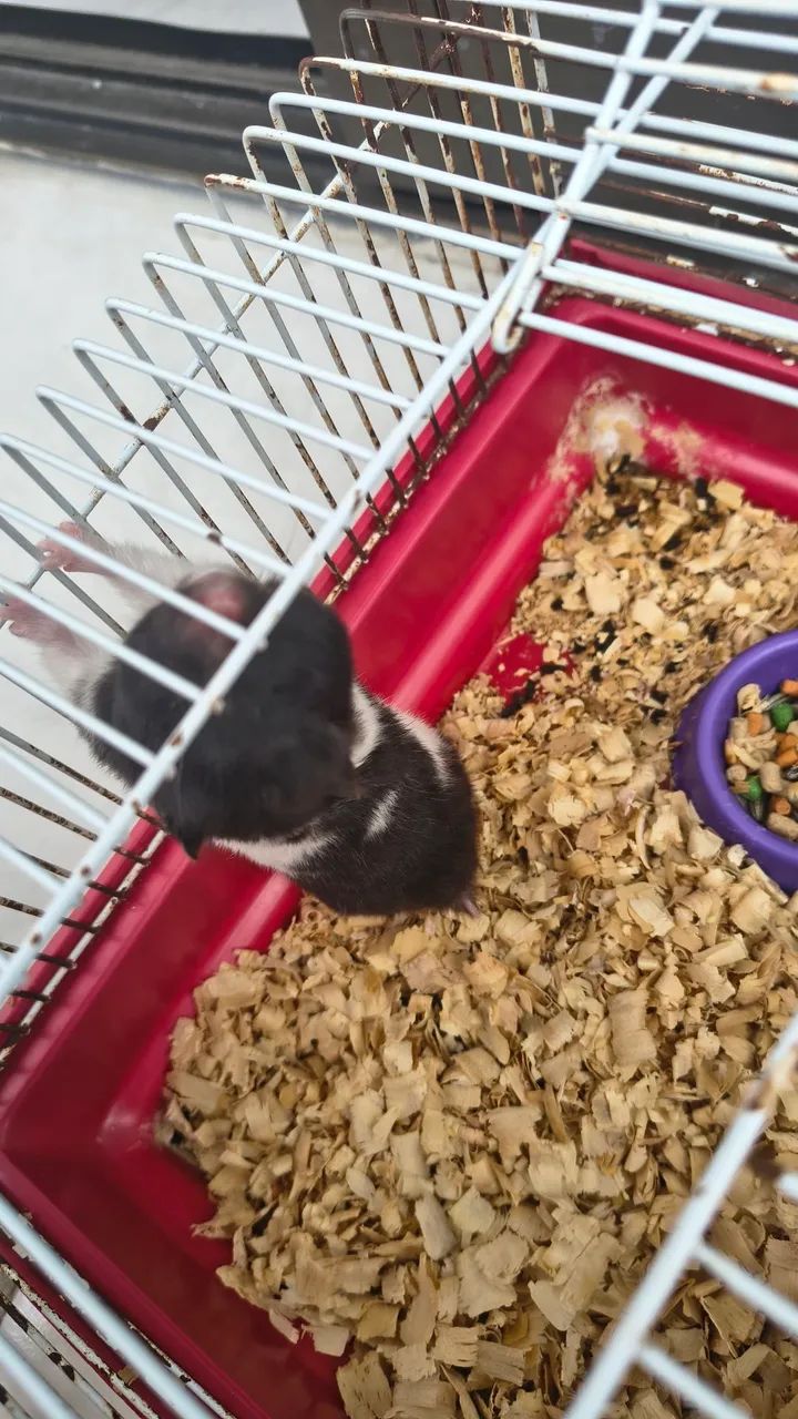 Hamster sírio