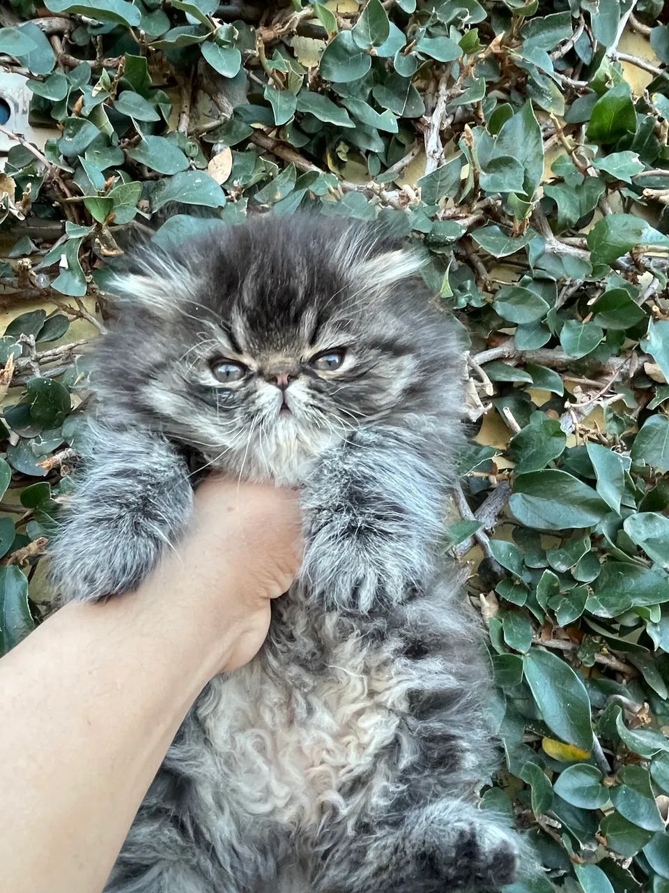 Gato Persa black smoke tabby 