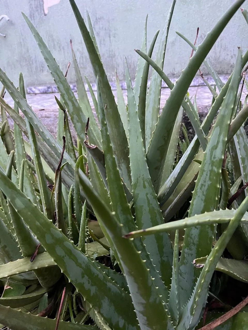 Babosa (Aloe Vera) Orgânica e Saudável  - Foto 4