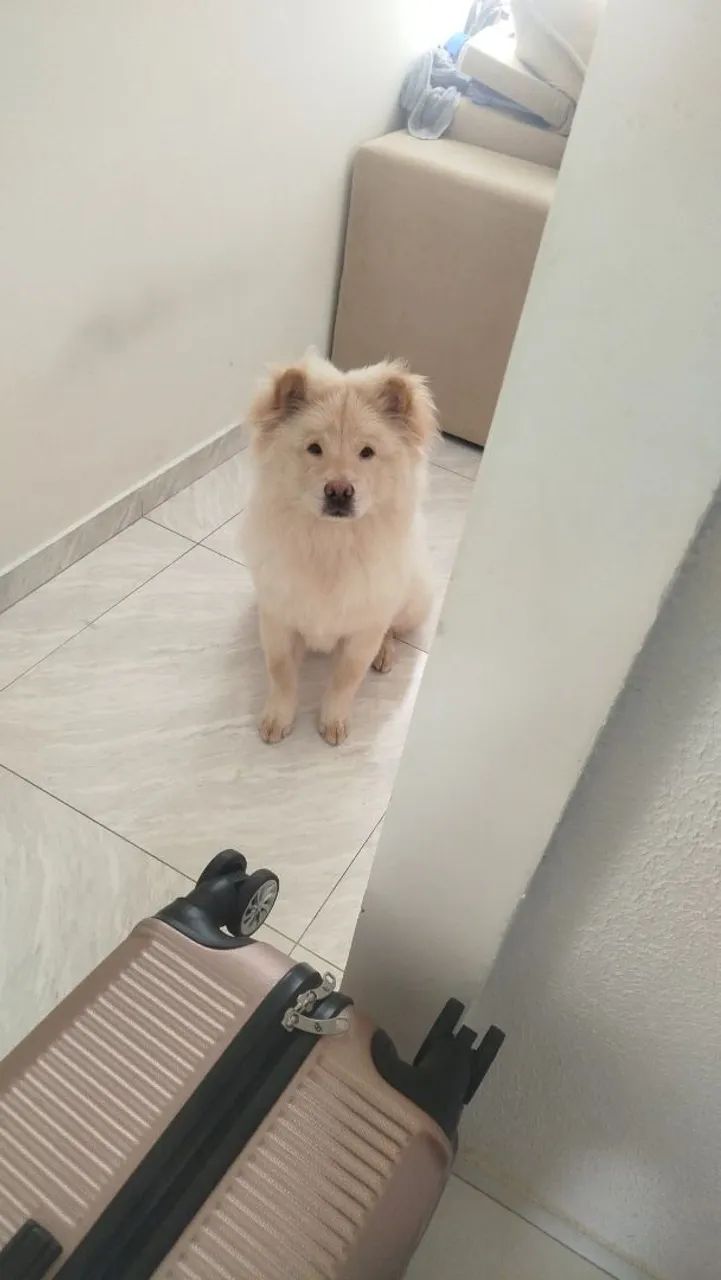 Cachorro 