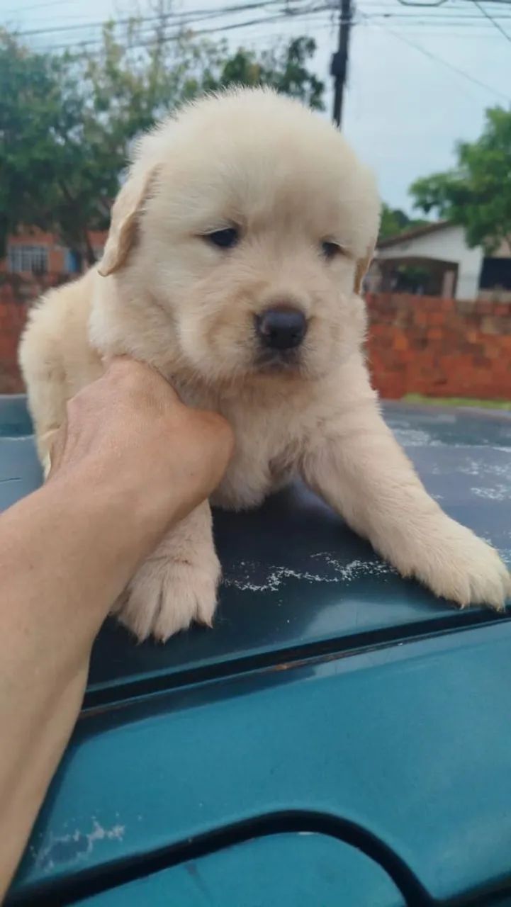 Golden Retriever  - Foto 2