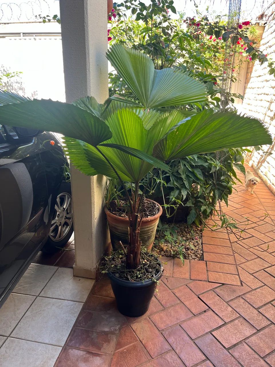 Plantas - Foto 4