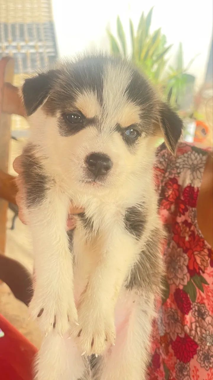 Husky siberiano  - Foto 4