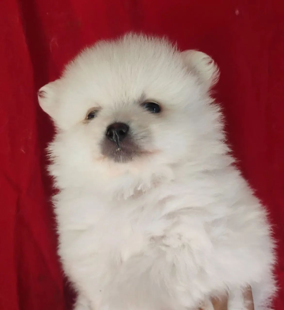 Vendo filhotes de Spitz alemão  - Foto 3