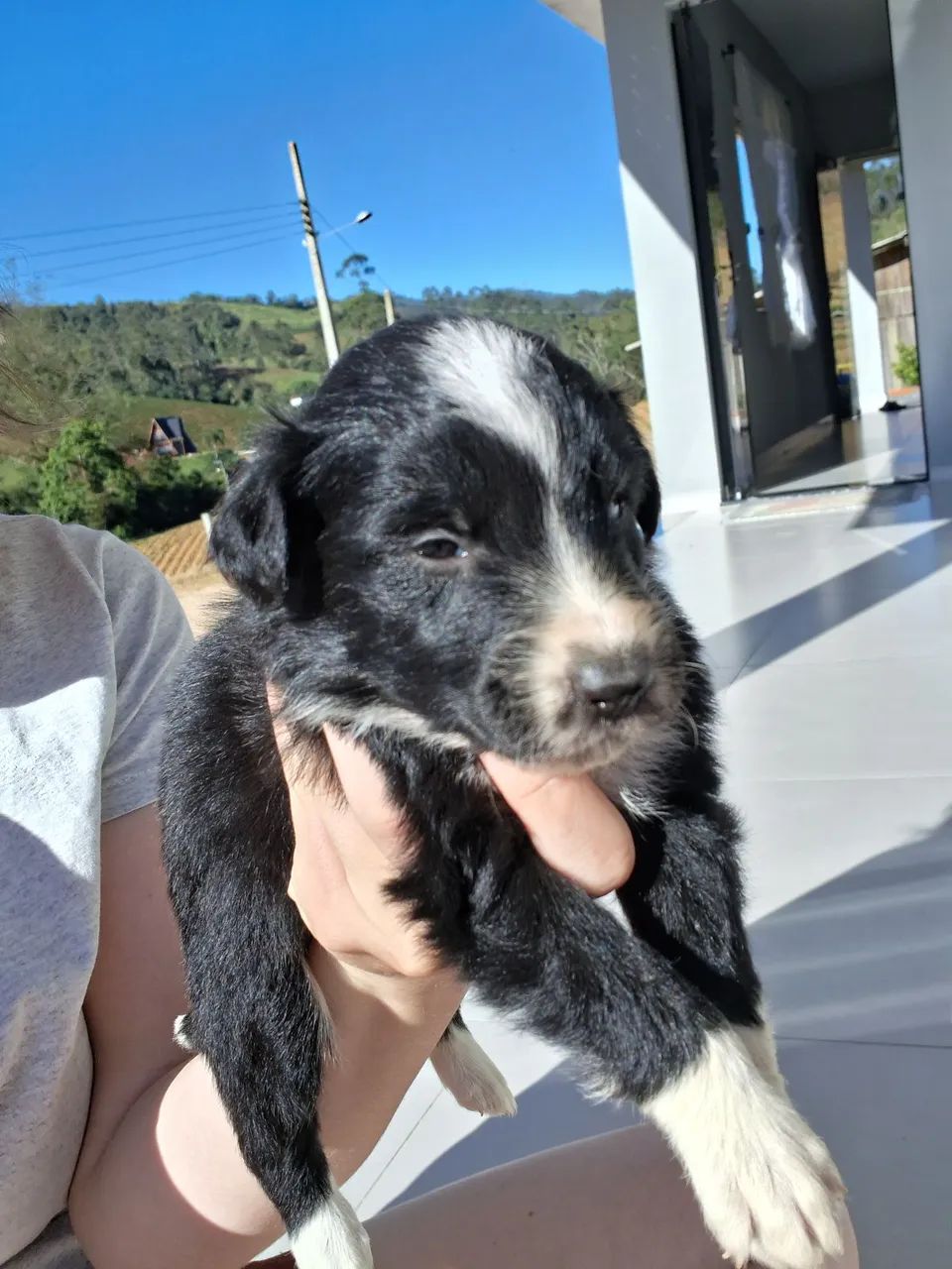 Boder collie - Foto 3