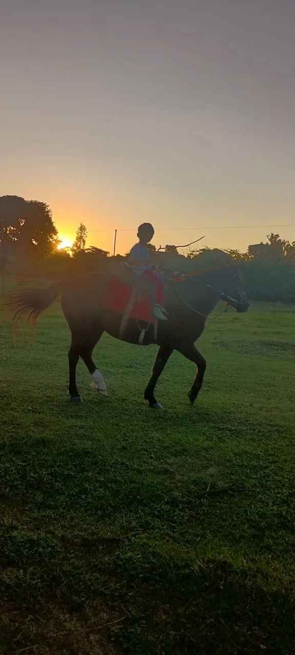Égua  - Foto 3