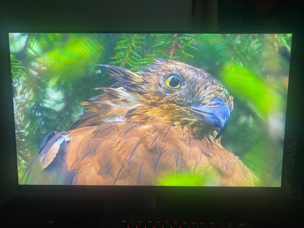 MONITOR DELL  - Foto 2