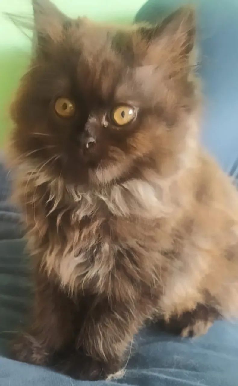 Lindo filhote de gato persa pura.Parcelo.Entrego em Curitiba e região  - Foto 2