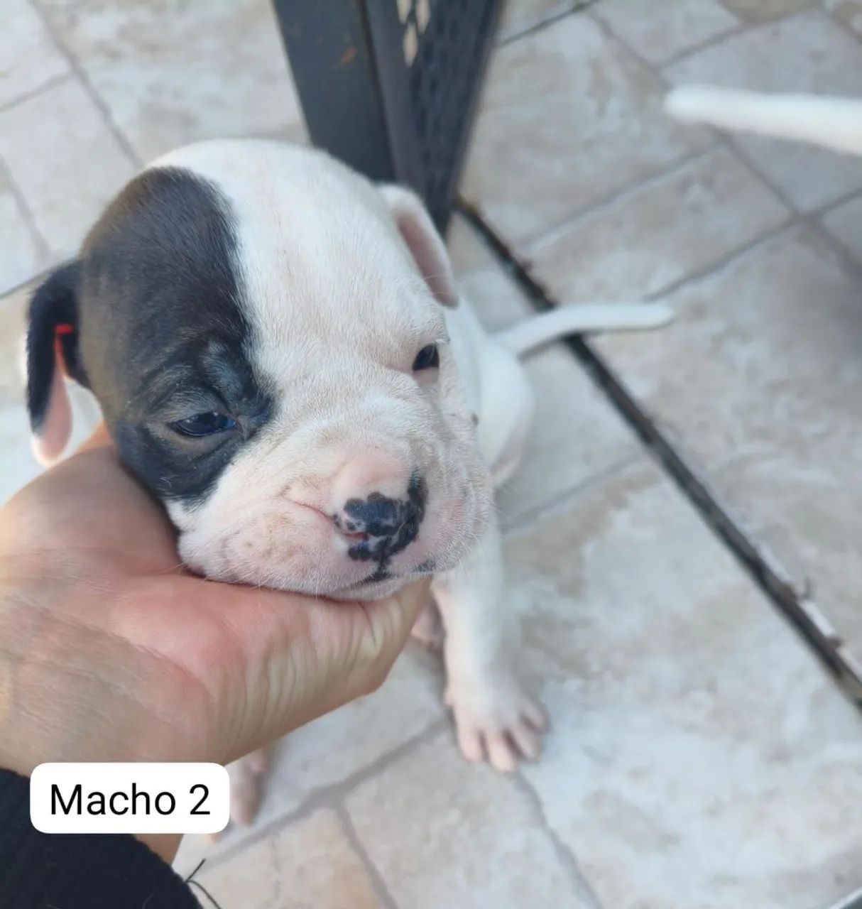Boxer - Foto 3