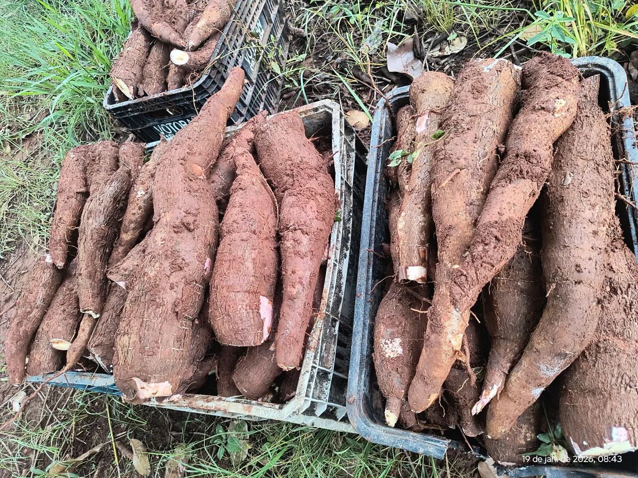 Mandioca amarela com casca  - Foto 2
