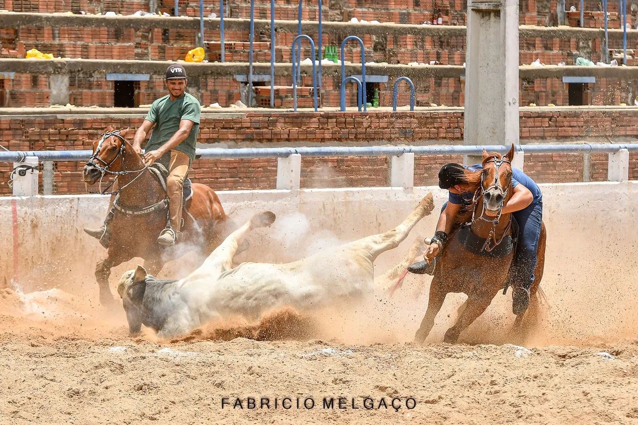 Cavalo de direita - Foto 5