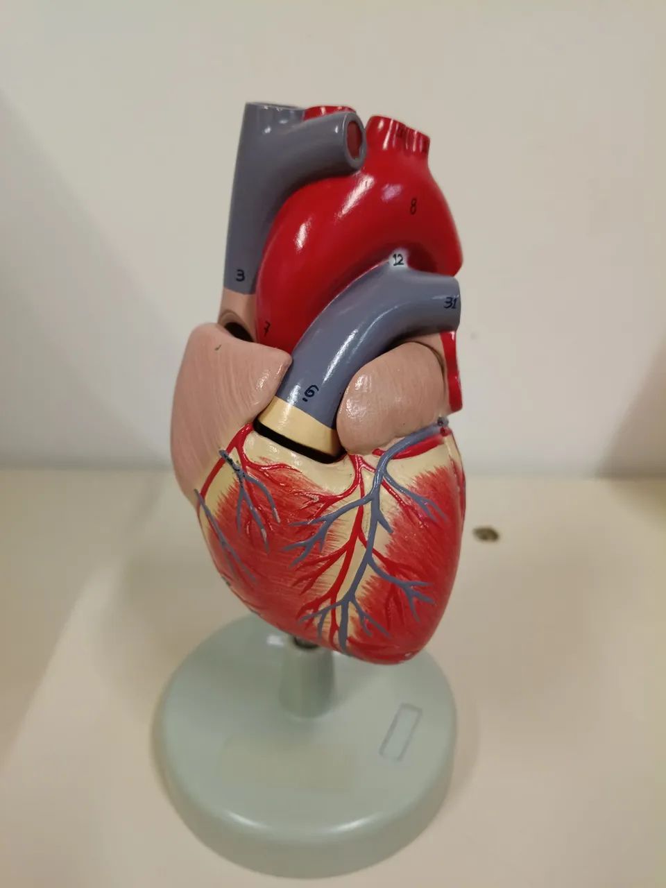 Modelo anatômico de coração 