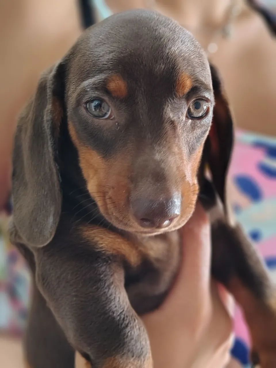 BELISSIMOS DACHSHUND, FAMOSO BASSÊ SALSICHA  - Foto 2