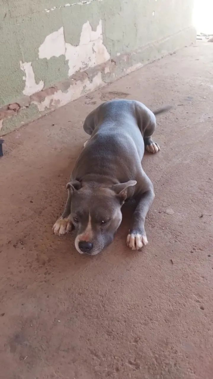 Doação  responsável.  Pitbul 