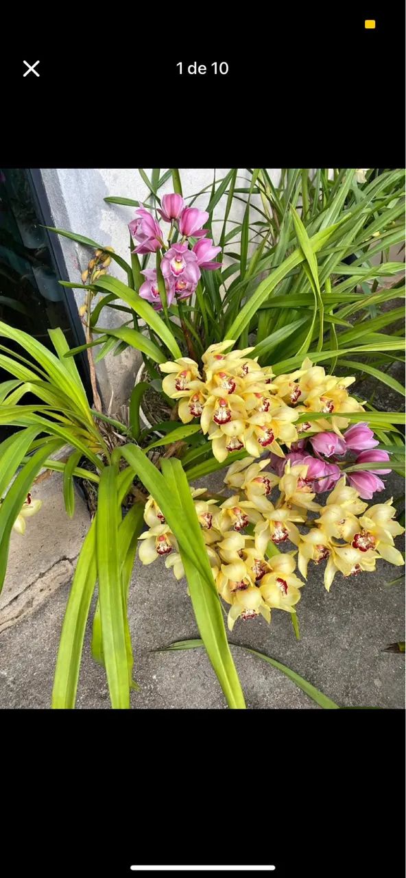 Orquídea cymbidium  - Foto 6