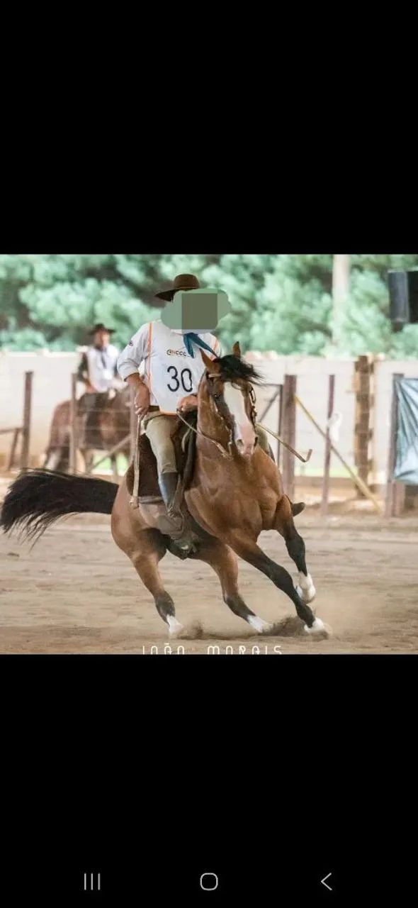 Garanhão crioulo confirmado  - Foto 2