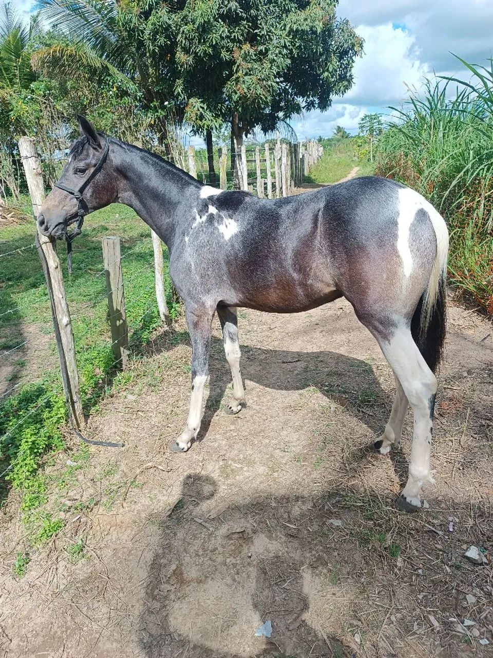 Potro MM de Picado  - Foto 4