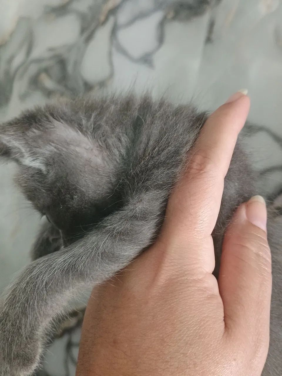 Gatinho cinza macho - Foto 4