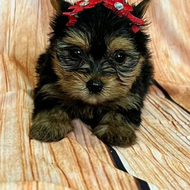Spitz Alemão incrível procurando um lar - Foto 4