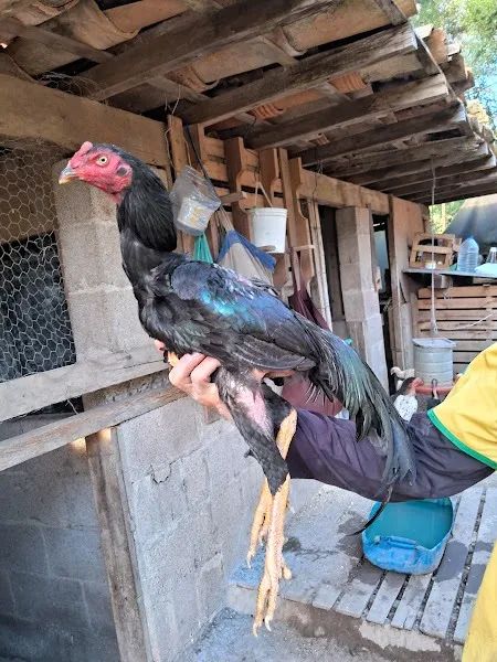 Galo Indio  - Foto 5