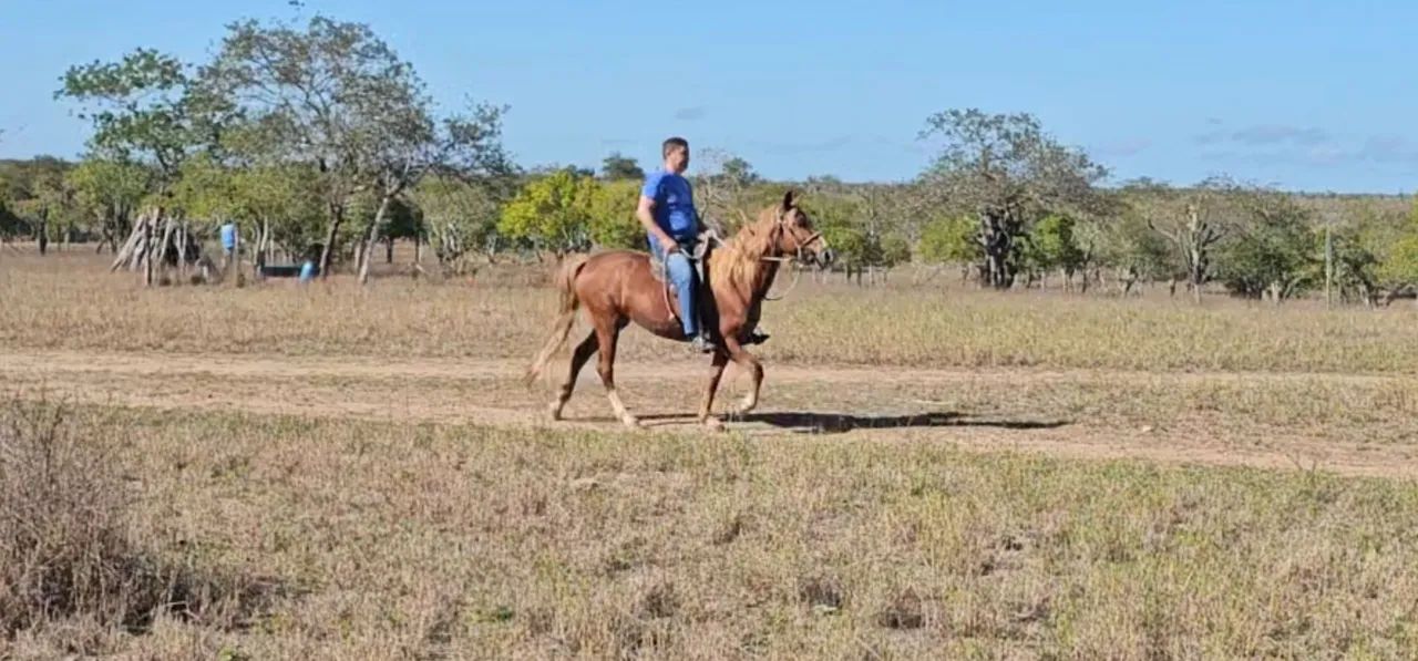 Vendo potra pampa de preto mestiça de Mangalarga - Foto 6