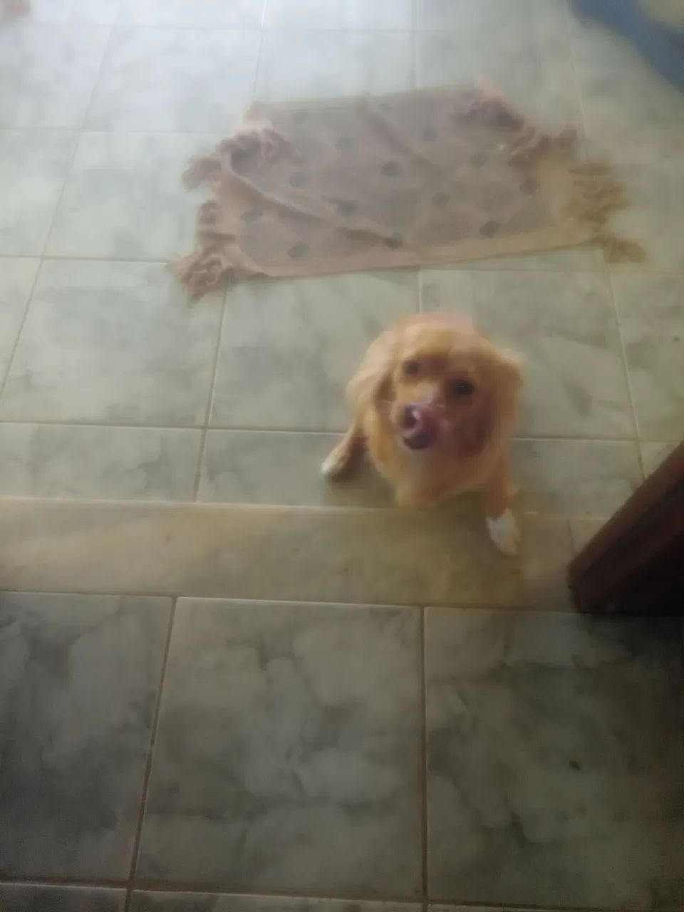 Cachorros, 02 de outubro e 430 ainda, baixo nao sabia do preco kkk - Foto 3