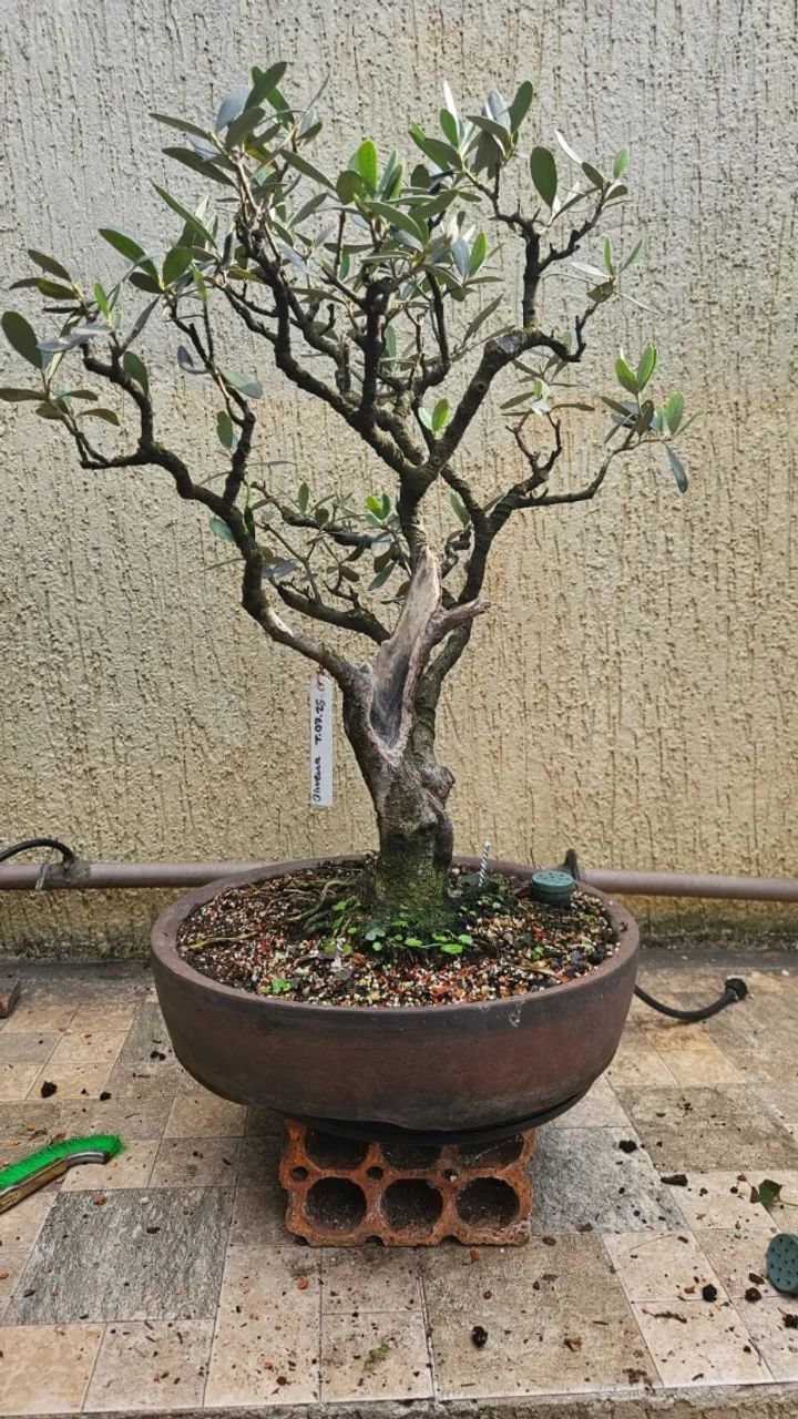 Bonsai Oliveira em vaso Terracota Onodera - Jardinagem e Plantas