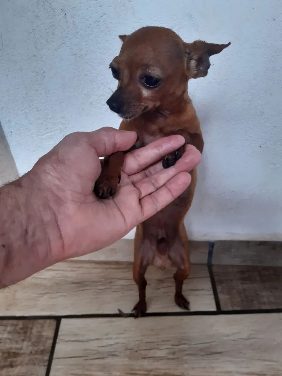 Vendo pincher 0 ×1 - Foto 4