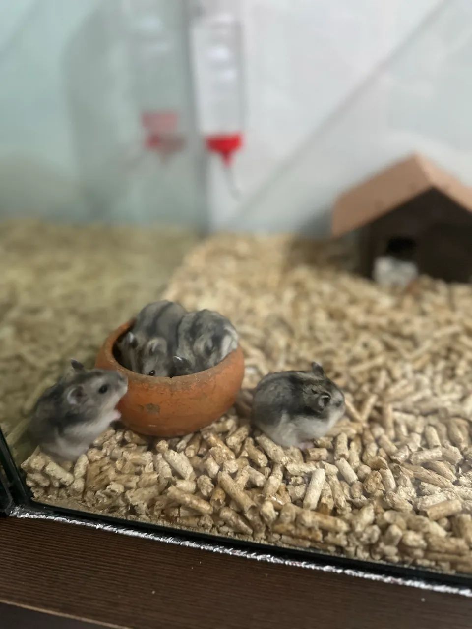 Hamster Pups65675279894273124