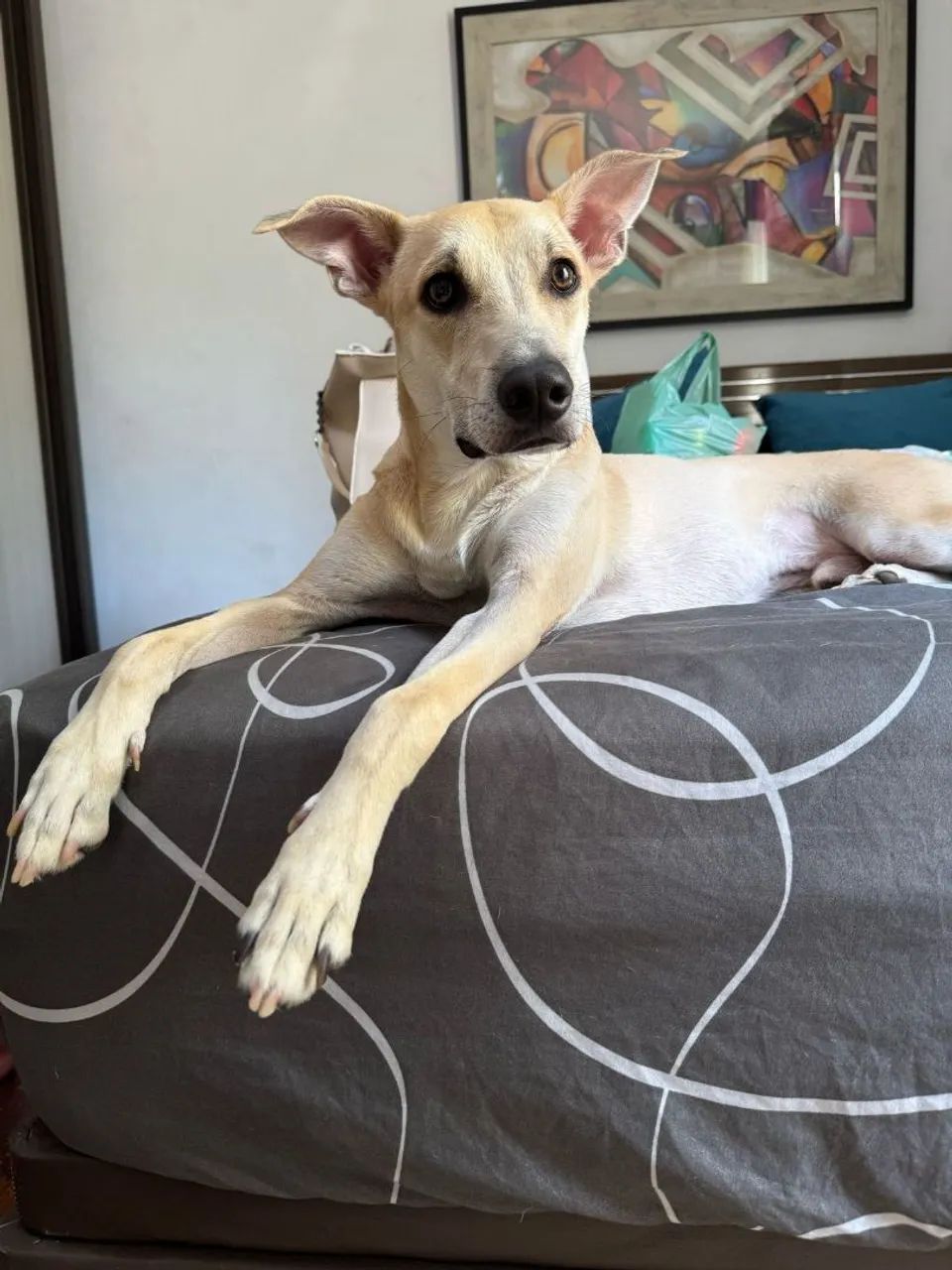 Cachorro para adoção responsável!!