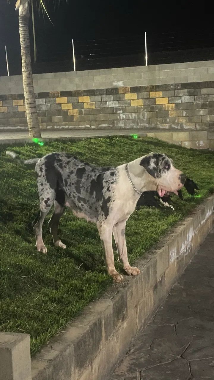 Filhotes Dogue alemão  - Foto 3