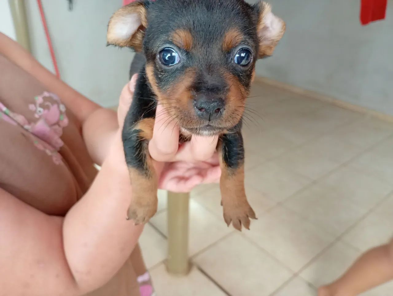 Pinscher fêmea zero - Foto 5