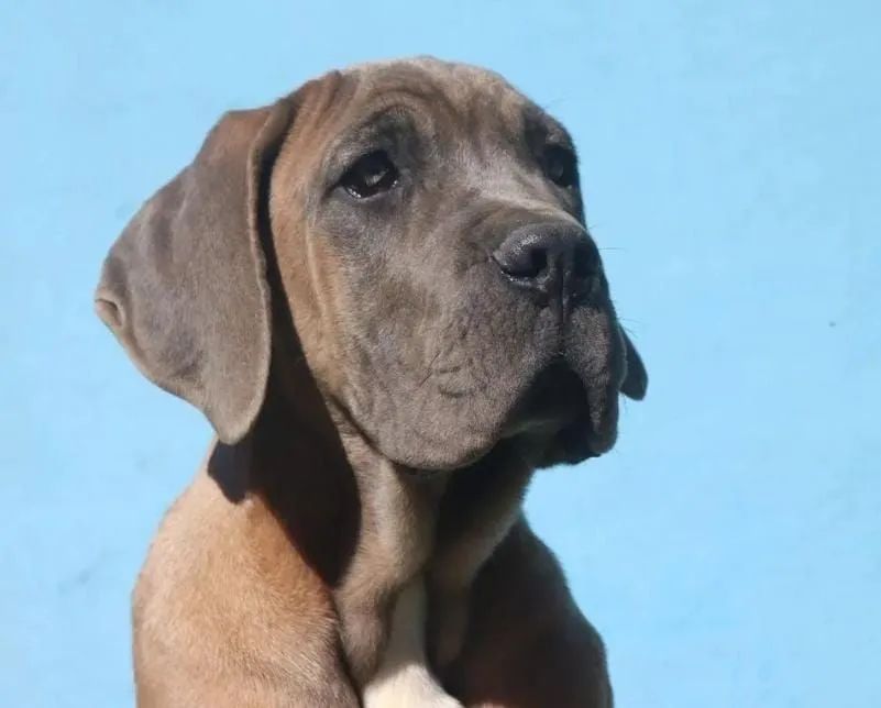Filhote cane corso macho