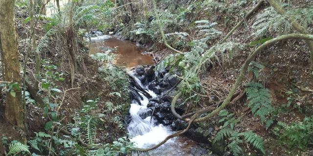 Chácara de 6.000m² saída pra Corbélia 150 mil - Foto 4