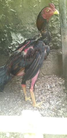 Frango 12 mês
